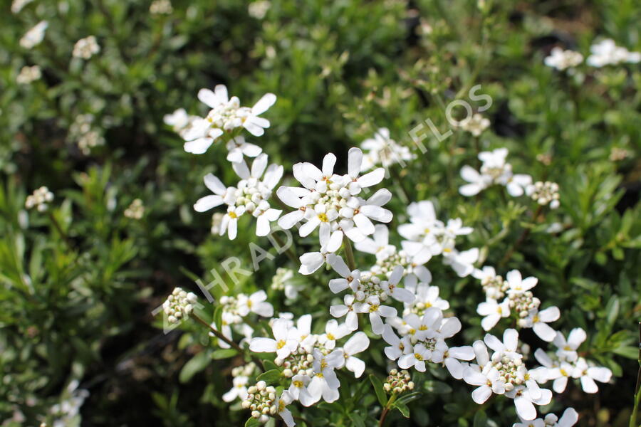 Iberka vždyzelená 'Zwergschneeflocke' - Iberis sempervirens 'Zwergschneeflocke'