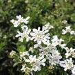 Iberka vždyzelená 'Zwergschneeflocke' - Iberis sempervirens 'Zwergschneeflocke'