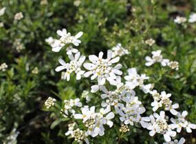 Iberka vždyzelená 'Zwergschneeflocke' - Iberis sempervirens 'Zwergschneeflocke'