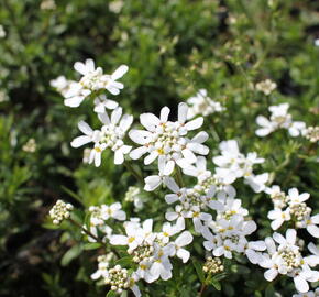 Iberka 'Zwergschneeflocke' - Iberis sempervirens 'Zwergschneeflocke'