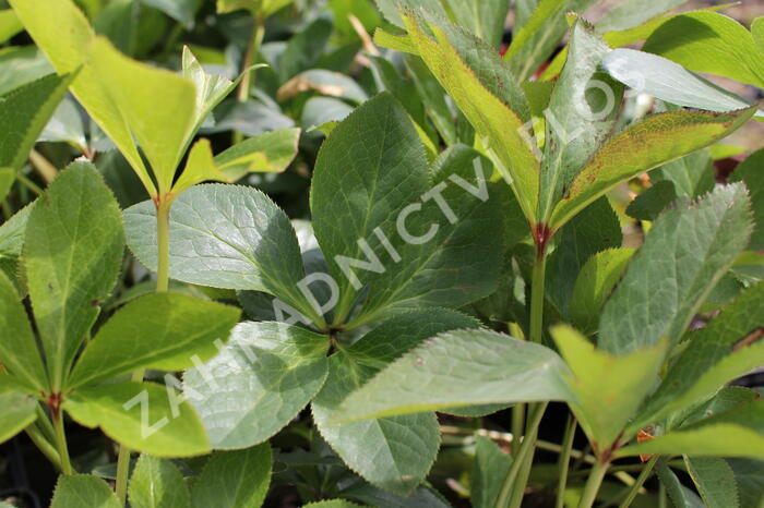 Čemeřice východní 'Queens Apricot' - Helleborus orientalis 'Queens Apricot'