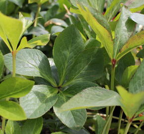 Čemeřice východní 'Queens Apricot' - Helleborus orientalis 'Queens Apricot'