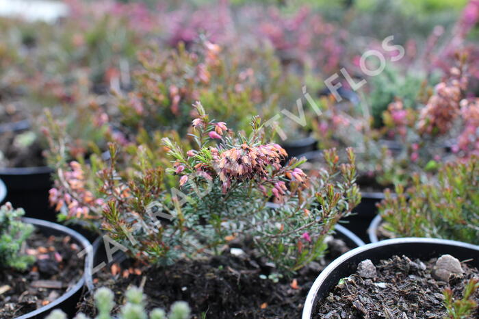 Vřesovec pleťový 'Rubinette' - Erica carnea 'Rubinette'