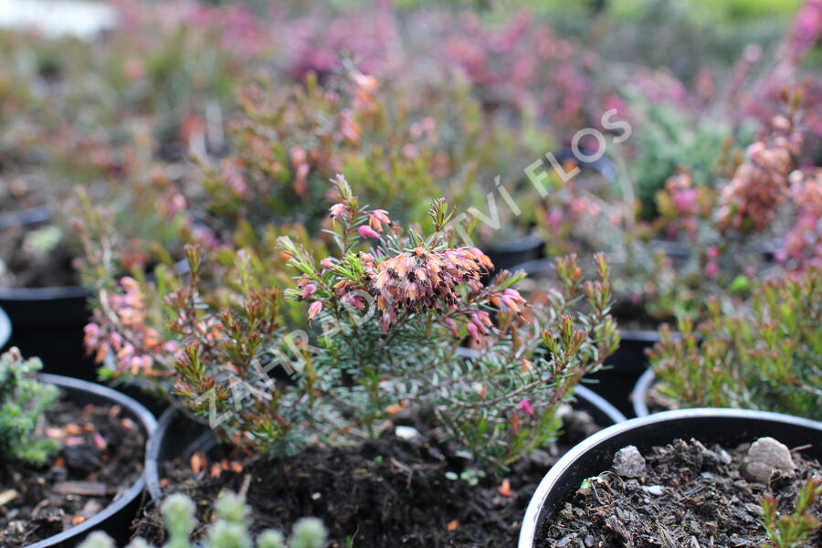 Vřesovec pleťový 'Rubinette' - Erica carnea 'Rubinette'