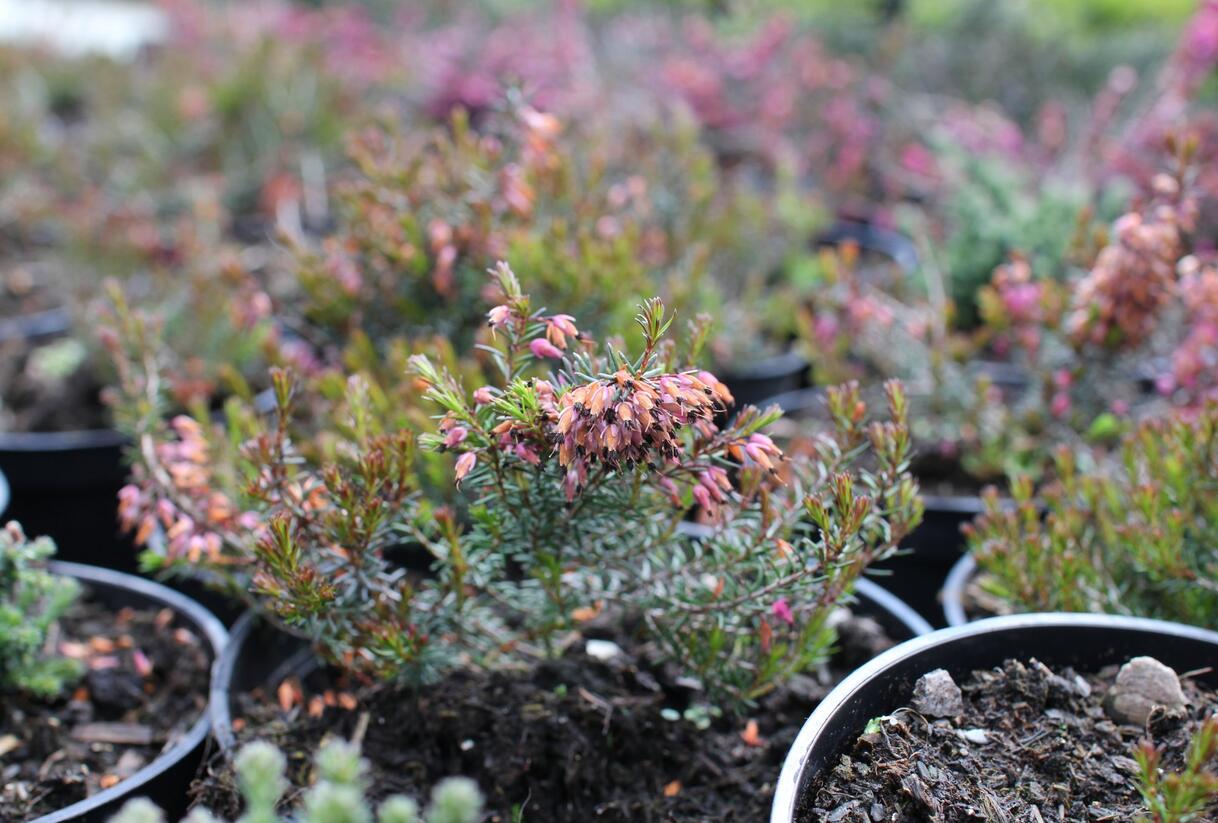Vřesovec pleťový 'Rubinette' - Erica carnea 'Rubinette'