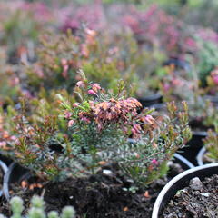 Vřesovec pleťový 'Rubinette' - Erica carnea 'Rubinette'