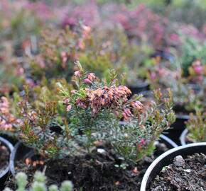 Vřesovec pleťový 'Rubinette' - Erica carnea 'Rubinette'