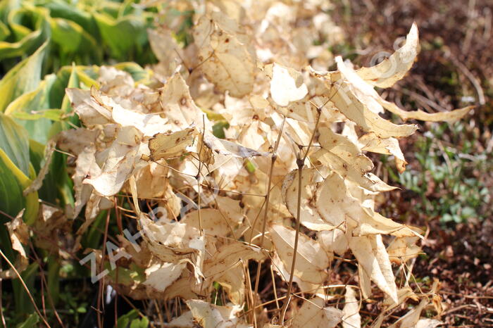 Škornice alpská 'Amber Queen' - Epimedium 'Amber Queen'