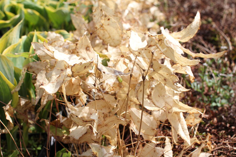 Škornice alpská 'Amber Queen' - Epimedium 'Amber Queen'