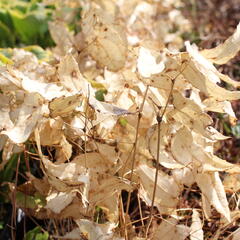 Škornice alpská 'Amber Queen' - Epimedium 'Amber Queen'