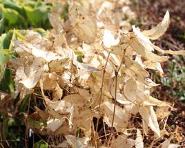 Škornice alpská 'Amber Queen'