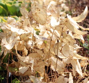 Škornice alpská 'Amber Queen' - Epimedium 'Amber Queen'