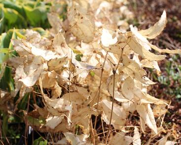 Škornice alpská 'Amber Queen'