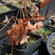 Škornice 'Ellen Willmott' - Epimedium x warleyense 'Ellen Willmott'