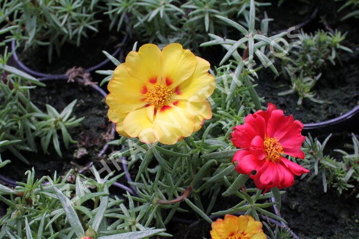 Šrucha 'Macarena Mix' - Portulaca grandiflora 'Macarena Mix'