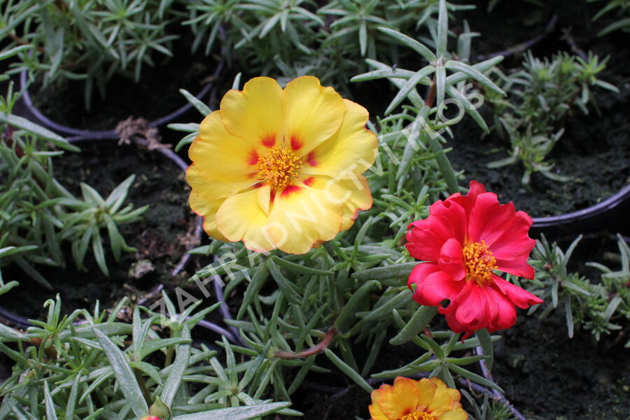Šrucha 'Macarena Mix' - Portulaca grandiflora 'Macarena Mix'