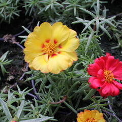 Šrucha 'Macarena Mix' - Portulaca grandiflora 'Macarena Mix'