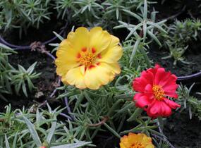 Šrucha 'Macarena Mix' - Portulaca grandiflora 'Macarena Mix'