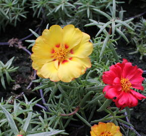 Šrucha 'Macarena Mix' - Portulaca grandiflora 'Macarena Mix'