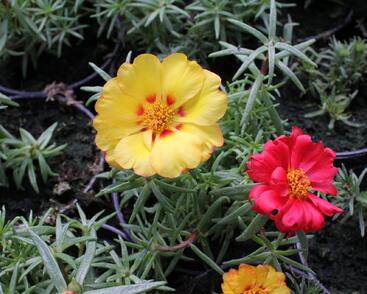 Šrucha 'Macarena Mix'