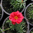 Šrucha 'Macarena Trio' - Portulaca grandiflora 'Macarena Trio'
