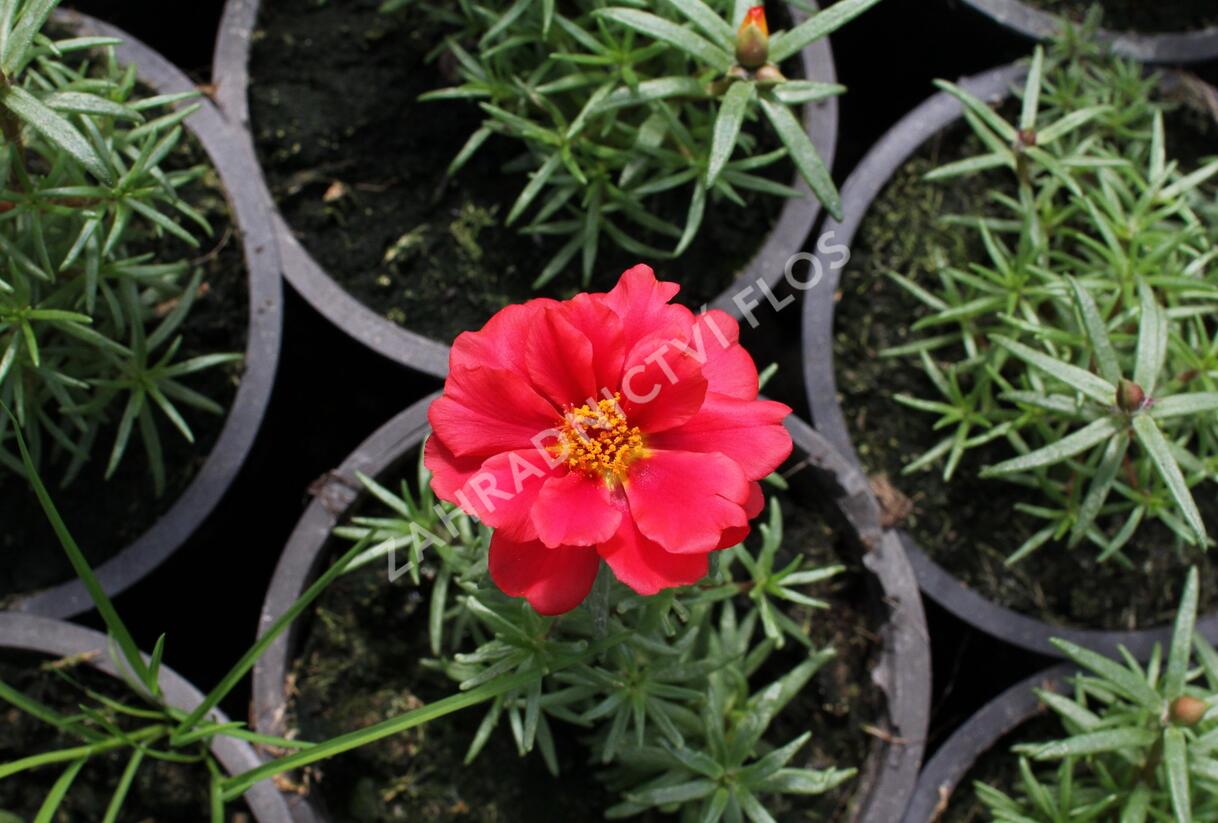 Šrucha 'Macarena Trio' - Portulaca grandiflora 'Macarena Trio'