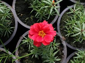 Šrucha 'Macarena Trio' - Portulaca grandiflora 'Macarena Trio'