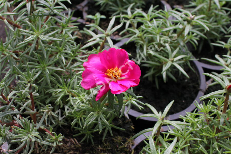 Šrucha 'Macarena Trio' - Portulaca grandiflora 'Macarena Trio'