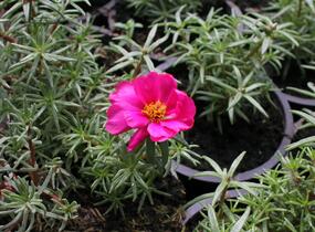 Šrucha 'Macarena Trio' - Portulaca grandiflora 'Macarena Trio'