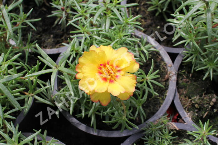 Šrucha 'Macarena Trio' - Portulaca grandiflora 'Macarena Trio'