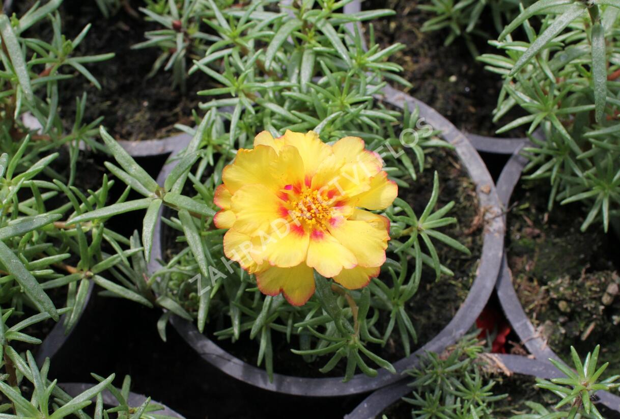Šrucha 'Macarena Trio' - Portulaca grandiflora 'Macarena Trio'