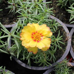 Šrucha 'Macarena Trio' - Portulaca grandiflora 'Macarena Trio'