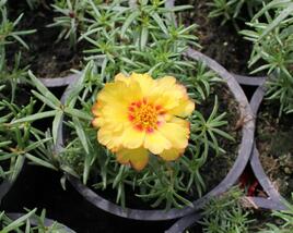 Šrucha 'Macarena Trio'