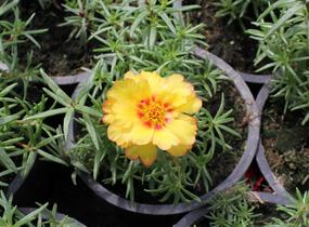 Šrucha 'Macarena Trio' - Portulaca grandiflora 'Macarena Trio'