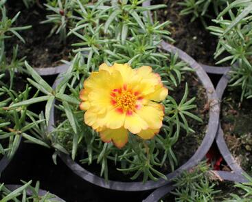 Šrucha 'Macarena Trio'