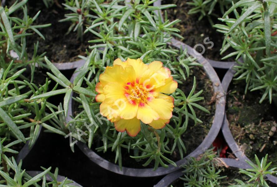 Šrucha 'Macarena Trio' - Portulaca grandiflora 'Macarena Trio'
