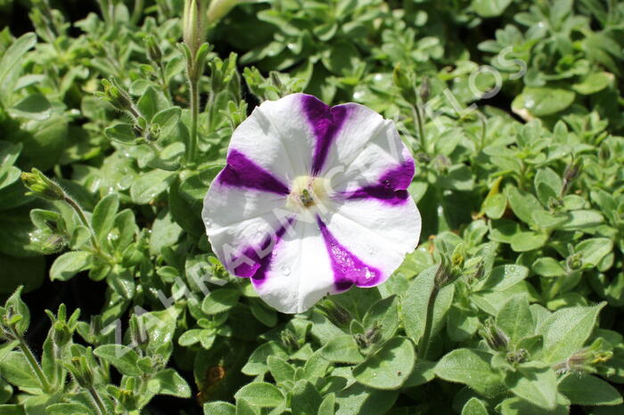 Petúnie 'Surprise Blue Star' - Petunia hybrida 'Surprise Blue Star'
