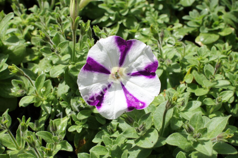 Petúnie 'Surprise Blue Star' - Petunia hybrida 'Surprise Blue Star'