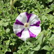 Petúnie 'Surprise Blue Star' - Petunia hybrida 'Surprise Blue Star'