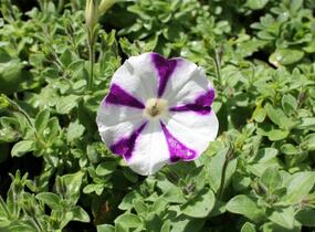 Petúnie 'Surprise Blue Star' - Petunia hybrida 'Surprise Blue Star'