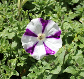 Petúnie 'Surprise Blue Star' - Petunia hybrida 'Surprise Blue Star'