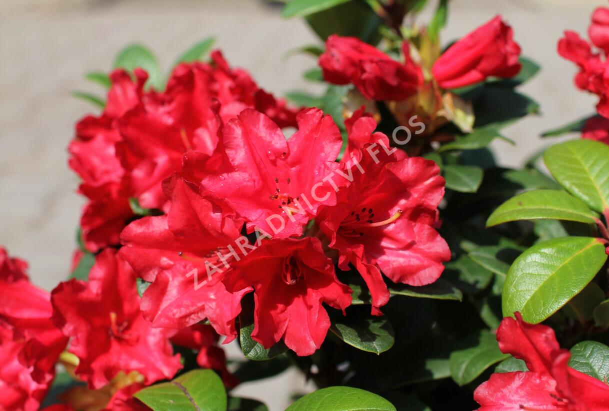 Pěnišník 'Scarlet Wonder' - Rhododendron (R) 'Scarlet Wonder'
