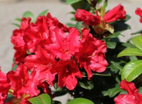 Pěnišník 'Scarlet Wonder' - Rhododendron (R) 'Scarlet Wonder'