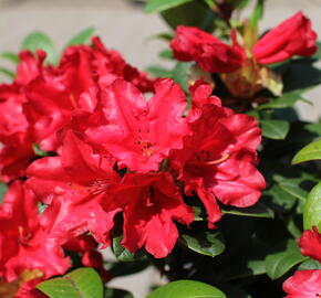 Pěnišník 'Scarlet Wonder' - Rhododendron (R) 'Scarlet Wonder'