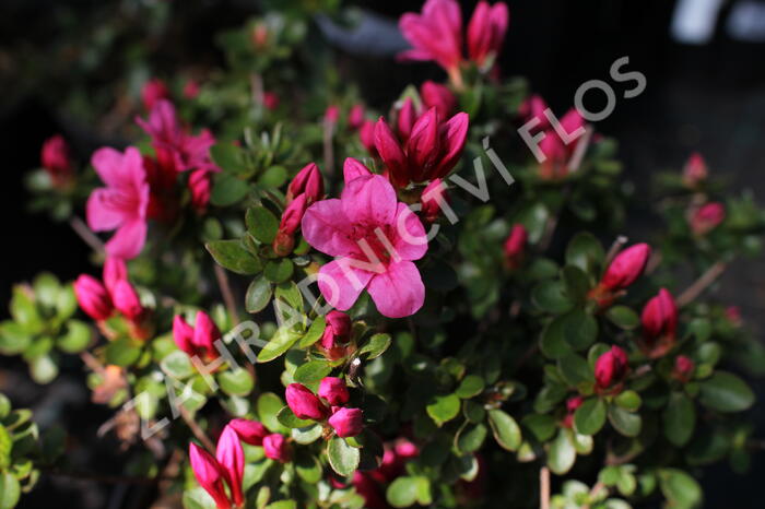 Azalka japonská 'Thierry' - Azalea japonica 'Thierry'