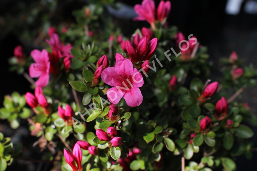 Azalka japonská 'Thierry' - Azalea japonica 'Thierry'