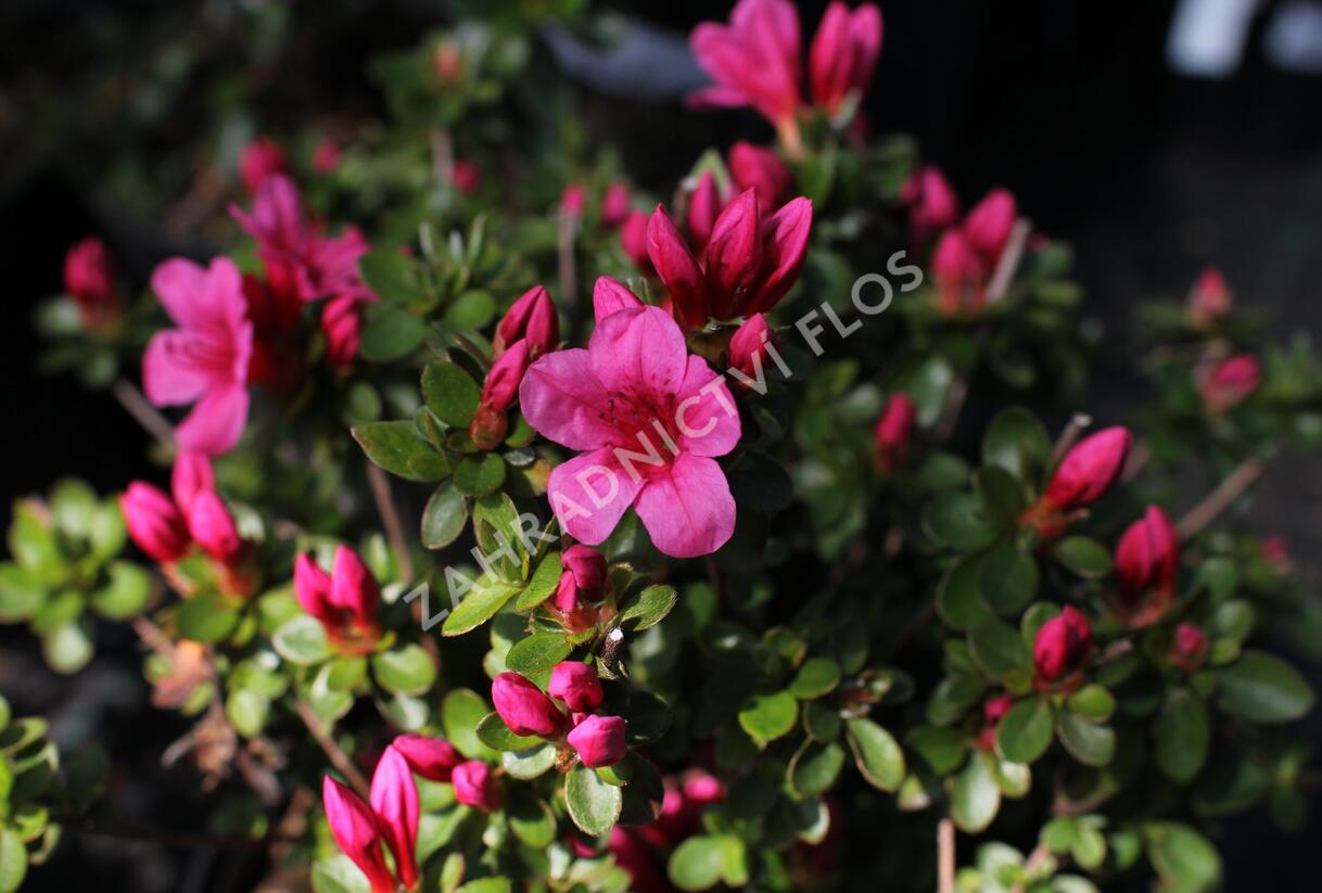 Azalka japonská 'Thierry' - Azalea japonica 'Thierry'