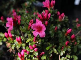 Azalka japonská 'Thierry' - Azalea japonica 'Thierry'