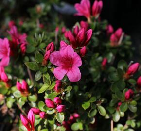 Azalka japonská 'Thierry' - Azalea japonica 'Thierry'