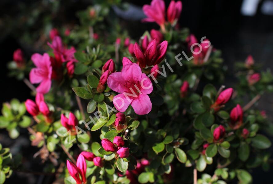 Azalka japonská 'Thierry' - Azalea japonica 'Thierry'